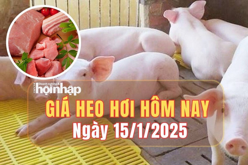giá heo hơi