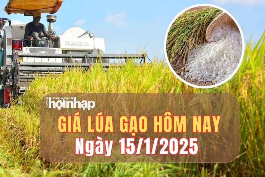 giá lúa gạo giá lúa gạo