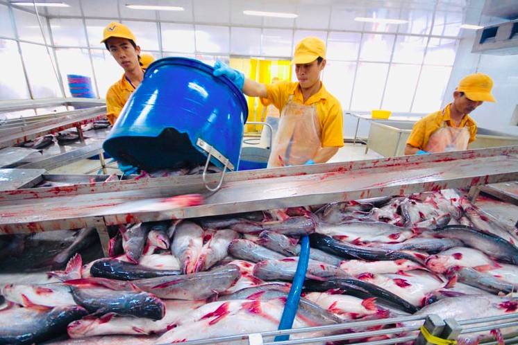Xuất khẩu cá tra Việt Nam sang thị trường Hoa Kỳ đạt tăng trưởng kỷ lục Xuất khẩu cá tra Việt Nam sang thị trường Hoa Kỳ đạt tăng trưởng kỷ lục