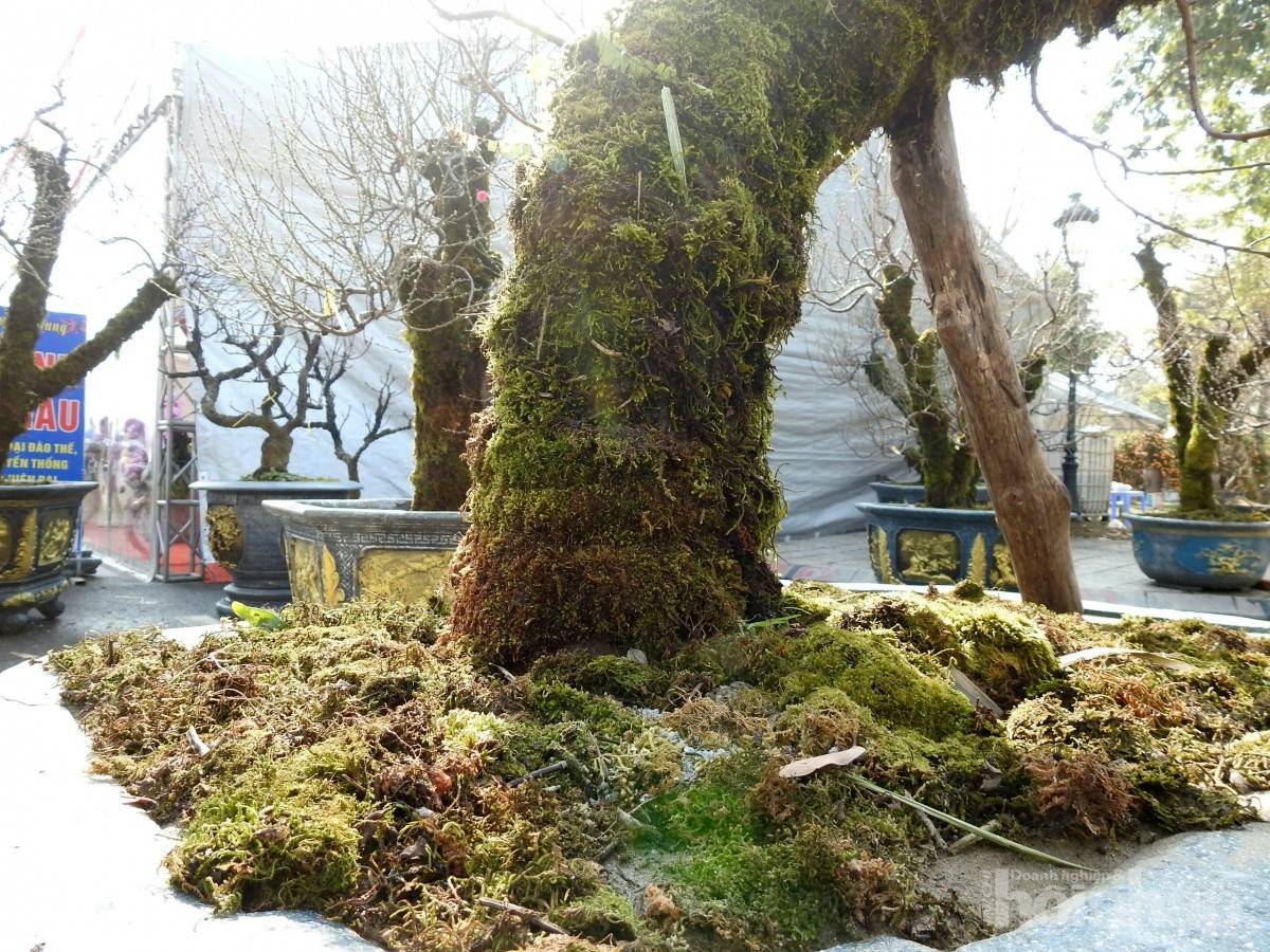 Gốc đào cổ phủ rêu mang sắc xuân về trên miền quê đất Tổ Gốc đào cổ phủ rêu mang sắc xuân về trên miền quê đất Tổ