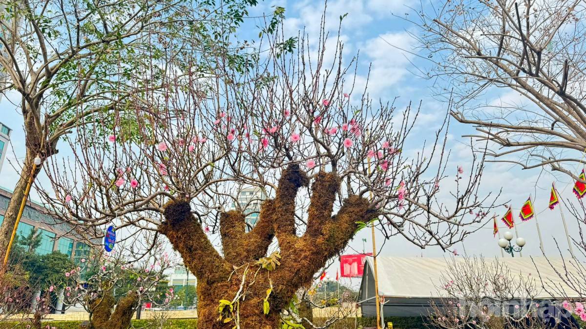 Gốc đào cổ phủ rêu mang sắc xuân về trên miền quê đất Tổ Gốc đào cổ phủ rêu mang sắc xuân về trên miền quê đất Tổ