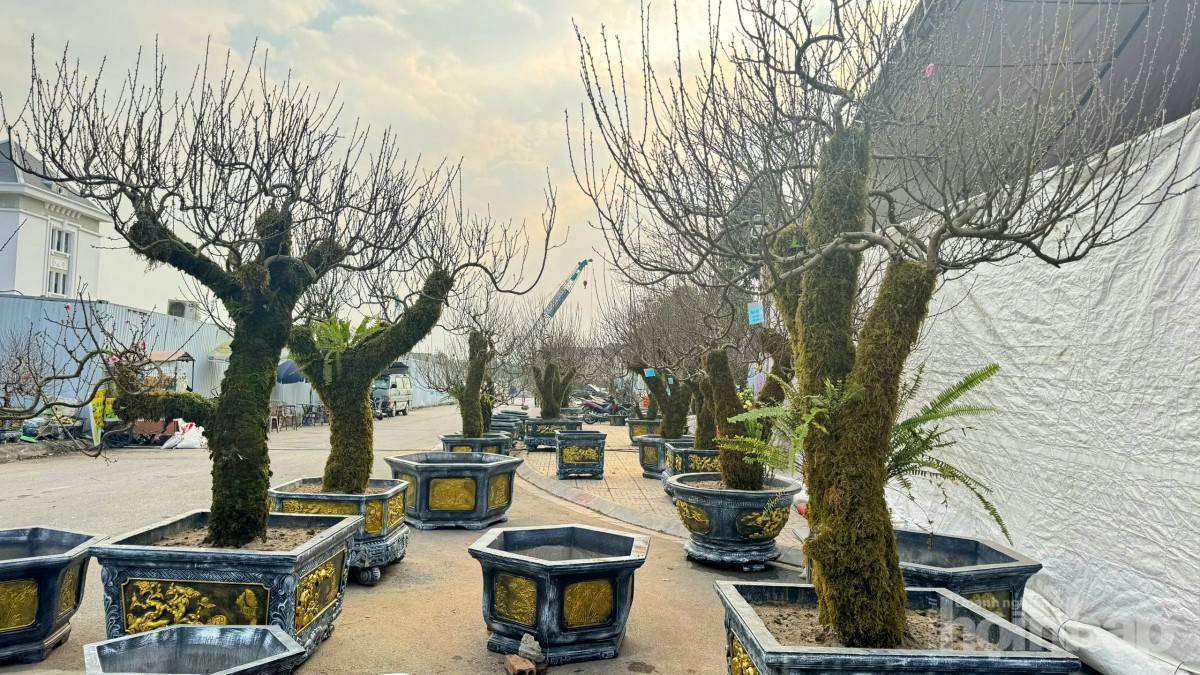 Gốc đào cổ phủ rêu mang sắc xuân về trên miền quê đất Tổ Gốc đào cổ phủ rêu mang sắc xuân về trên miền quê đất Tổ