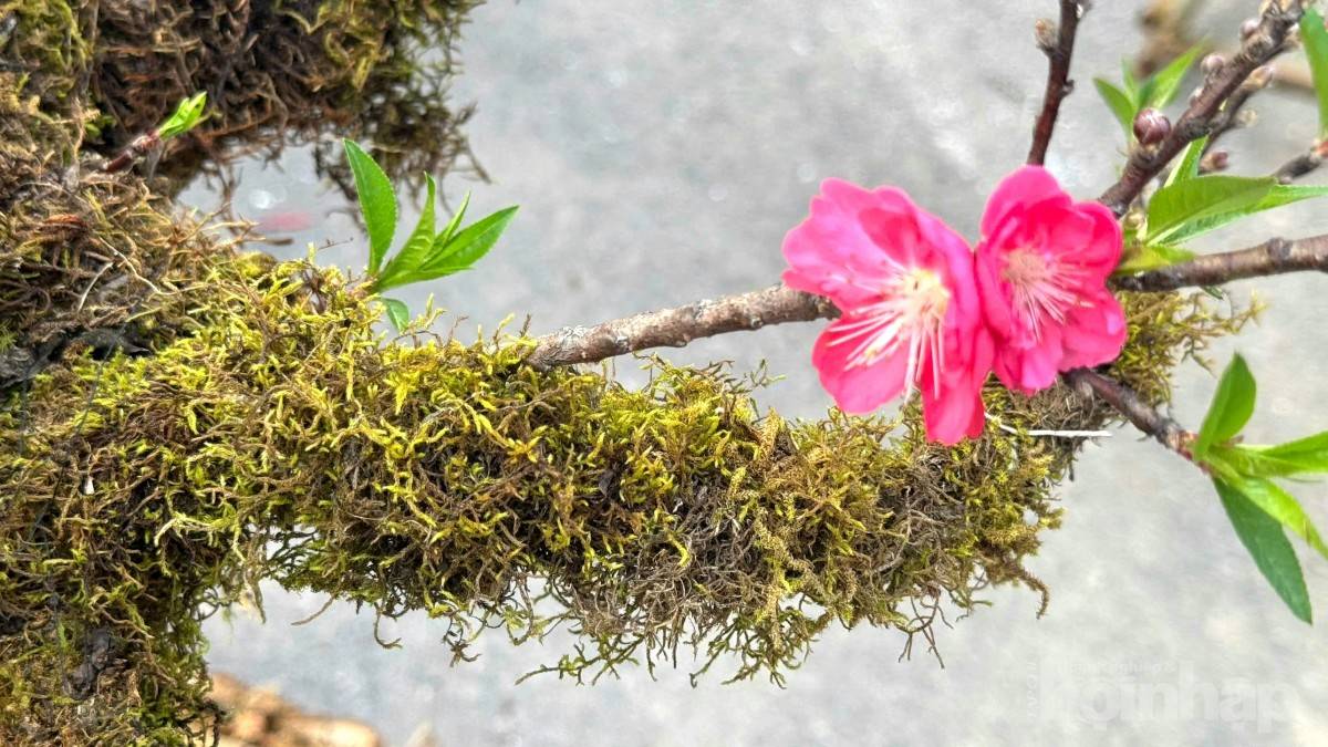 Gốc đào cổ phủ rêu mang sắc xuân về trên miền quê đất Tổ Gốc đào cổ phủ rêu mang sắc xuân về trên miền quê đất Tổ