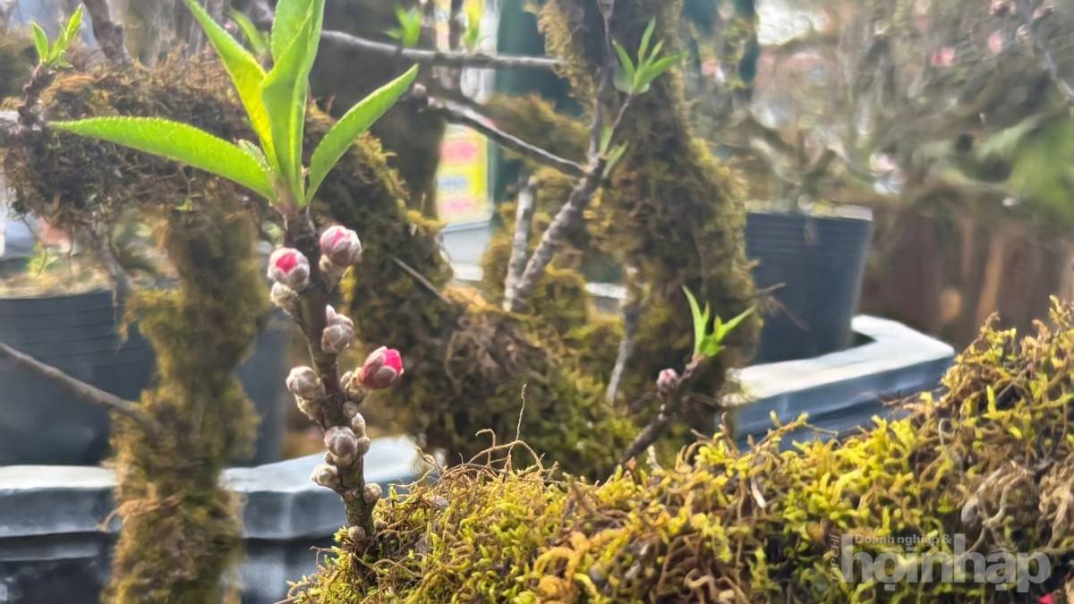 Gốc đào cổ phủ rêu mang sắc xuân về trên miền quê đất Tổ Gốc đào cổ phủ rêu mang sắc xuân về trên miền quê đất Tổ