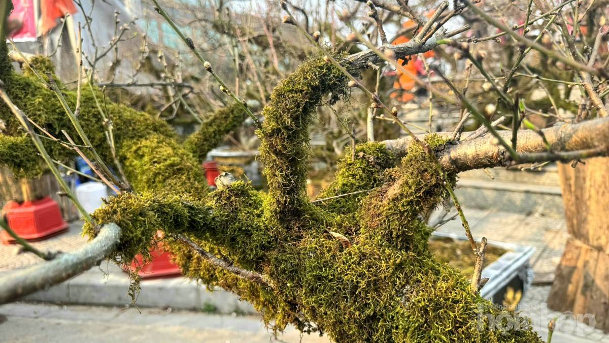 Gốc đào cổ phủ rêu mang sắc xuân về trên miền quê đất Tổ Gốc đào cổ phủ rêu mang sắc xuân về trên miền quê đất Tổ