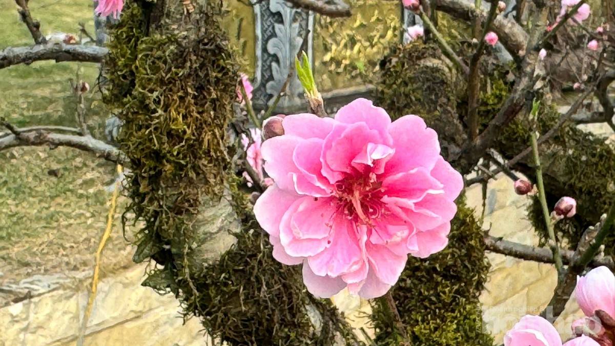 Gốc đào cổ phủ rêu mang sắc xuân về trên miền quê đất Tổ Gốc đào cổ phủ rêu mang sắc xuân về trên miền quê đất Tổ