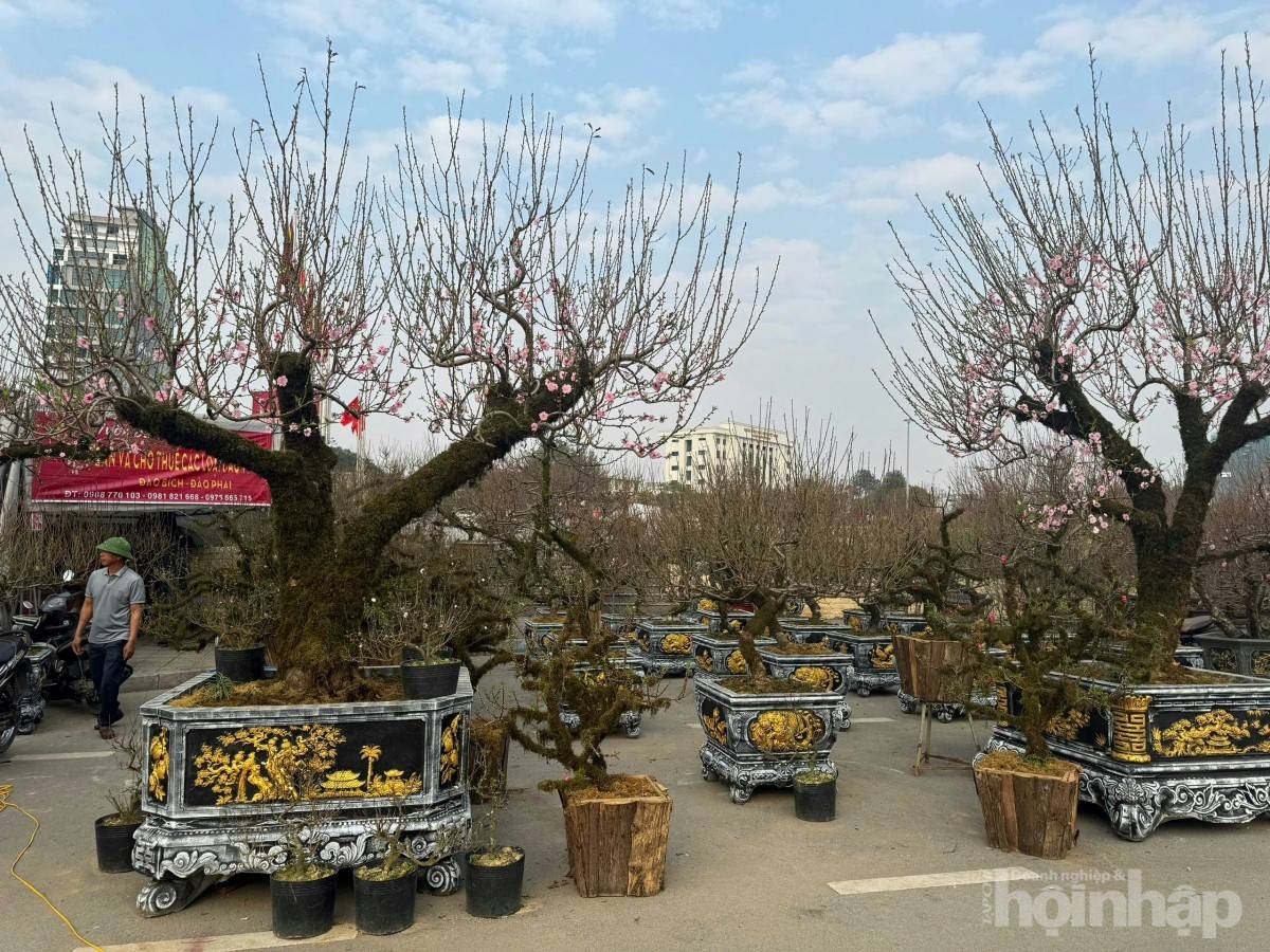 Gốc đào cổ phủ rêu mang sắc xuân về trên miền quê đất Tổ Gốc đào cổ phủ rêu mang sắc xuân về trên miền quê đất Tổ