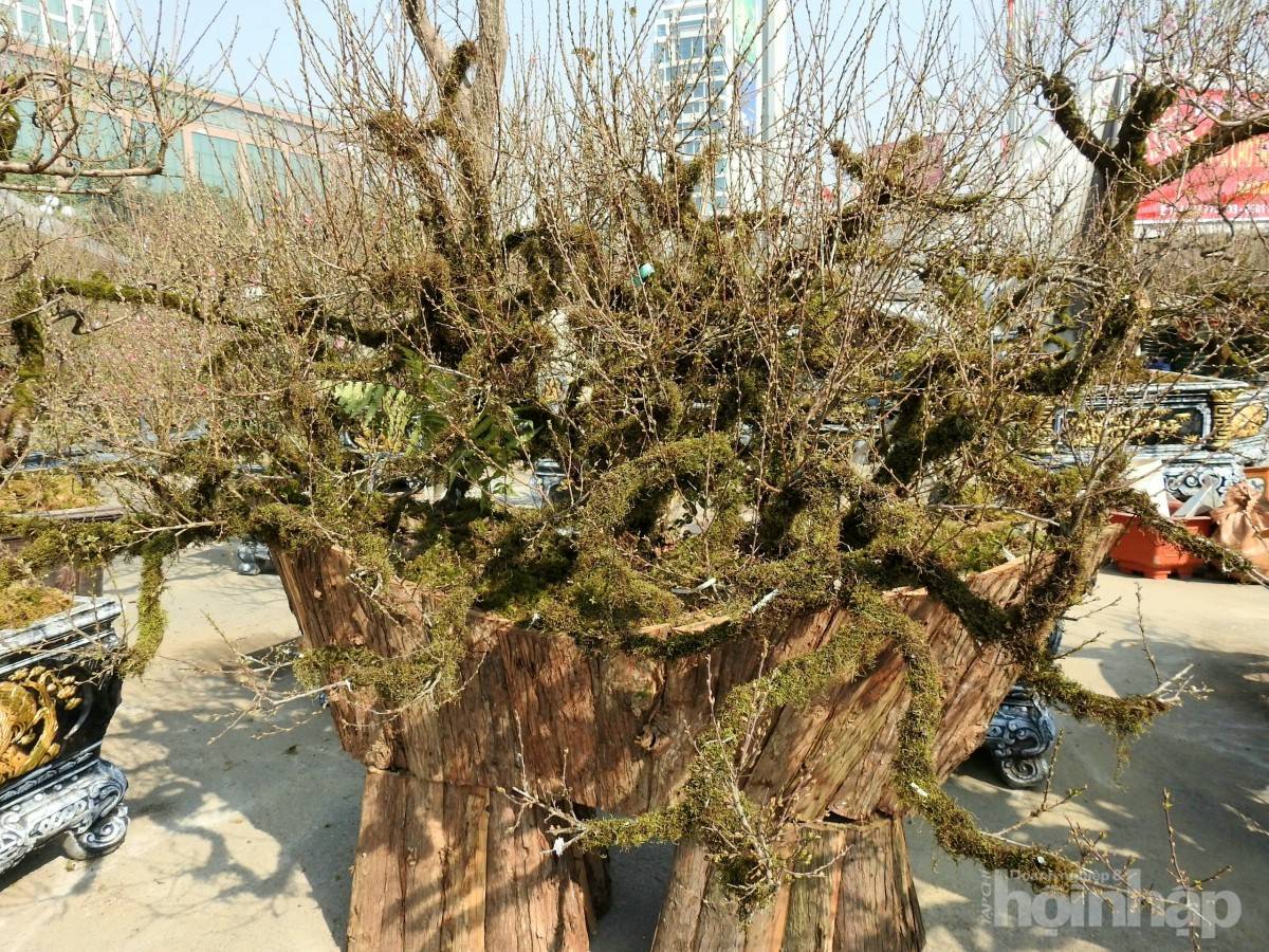 Gốc đào cổ phủ rêu mang sắc xuân về trên miền quê đất Tổ Gốc đào cổ phủ rêu mang sắc xuân về trên miền quê đất Tổ