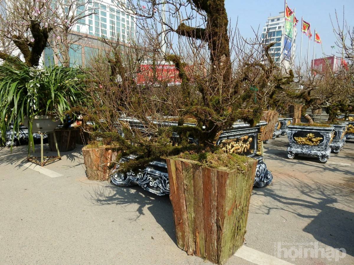 Gốc đào cổ phủ rêu mang sắc xuân về trên miền quê đất Tổ Gốc đào cổ phủ rêu mang sắc xuân về trên miền quê đất Tổ