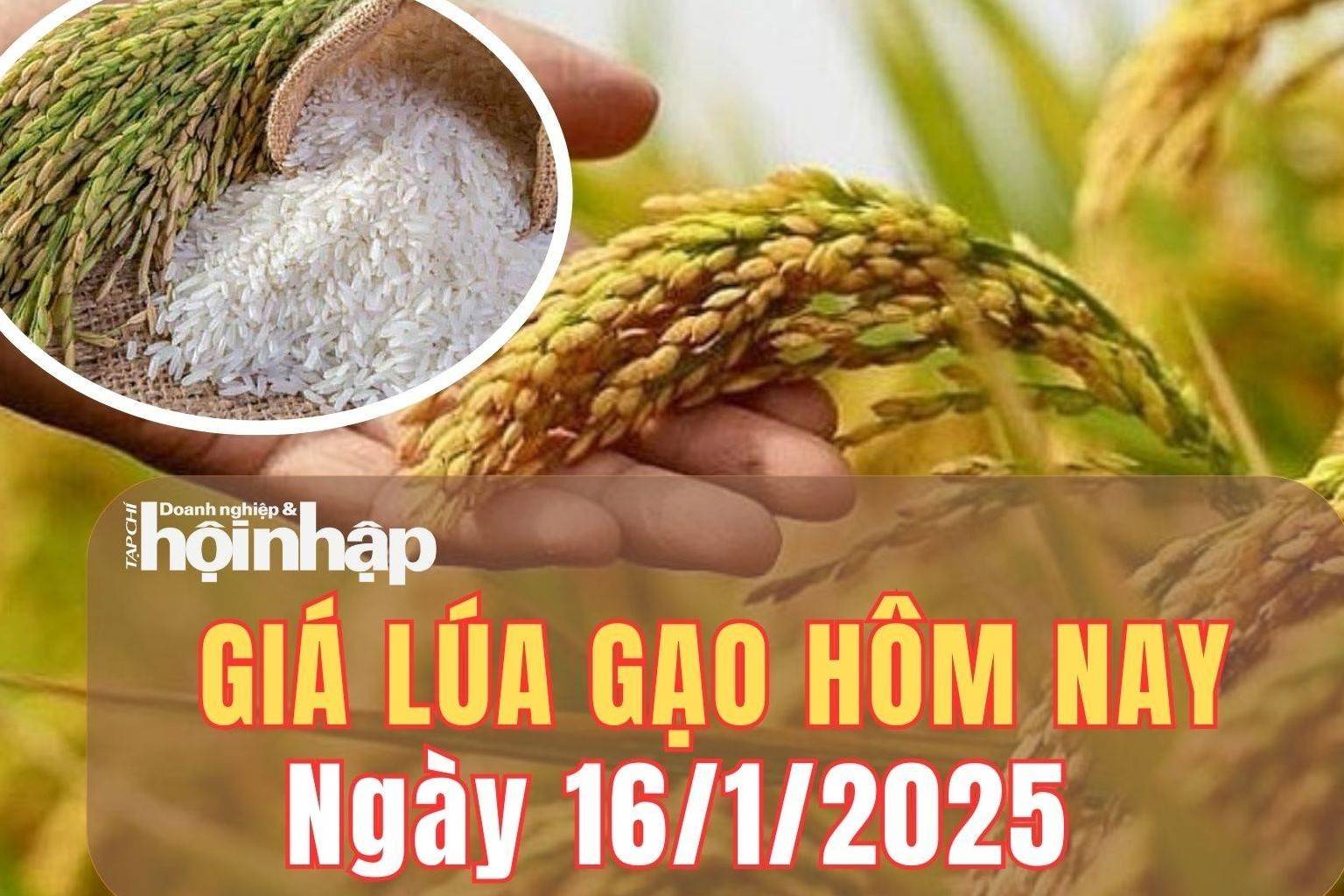 Giá lúa gạo hôm nay 16/1/2025: Giá gạo xuất khẩu giảm mạnh