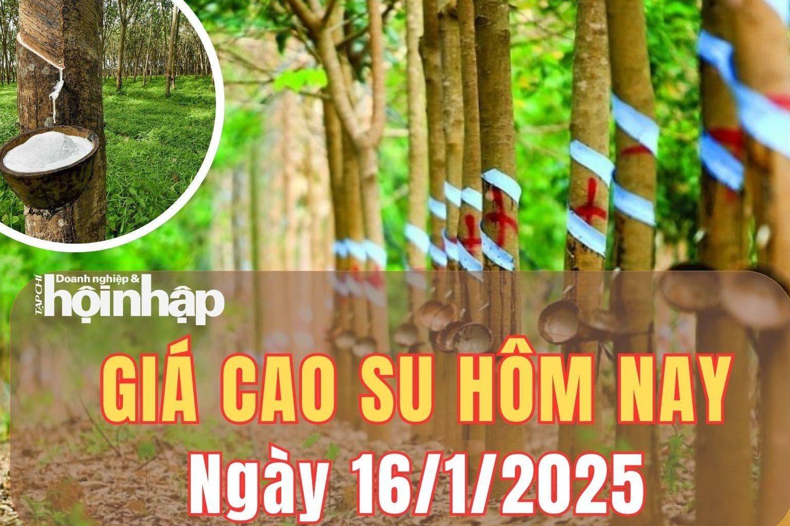 Giá cao su hôm nay 16/1/2025: Giá cao su thế giới duy trì đà tăng tại sàn SHFE