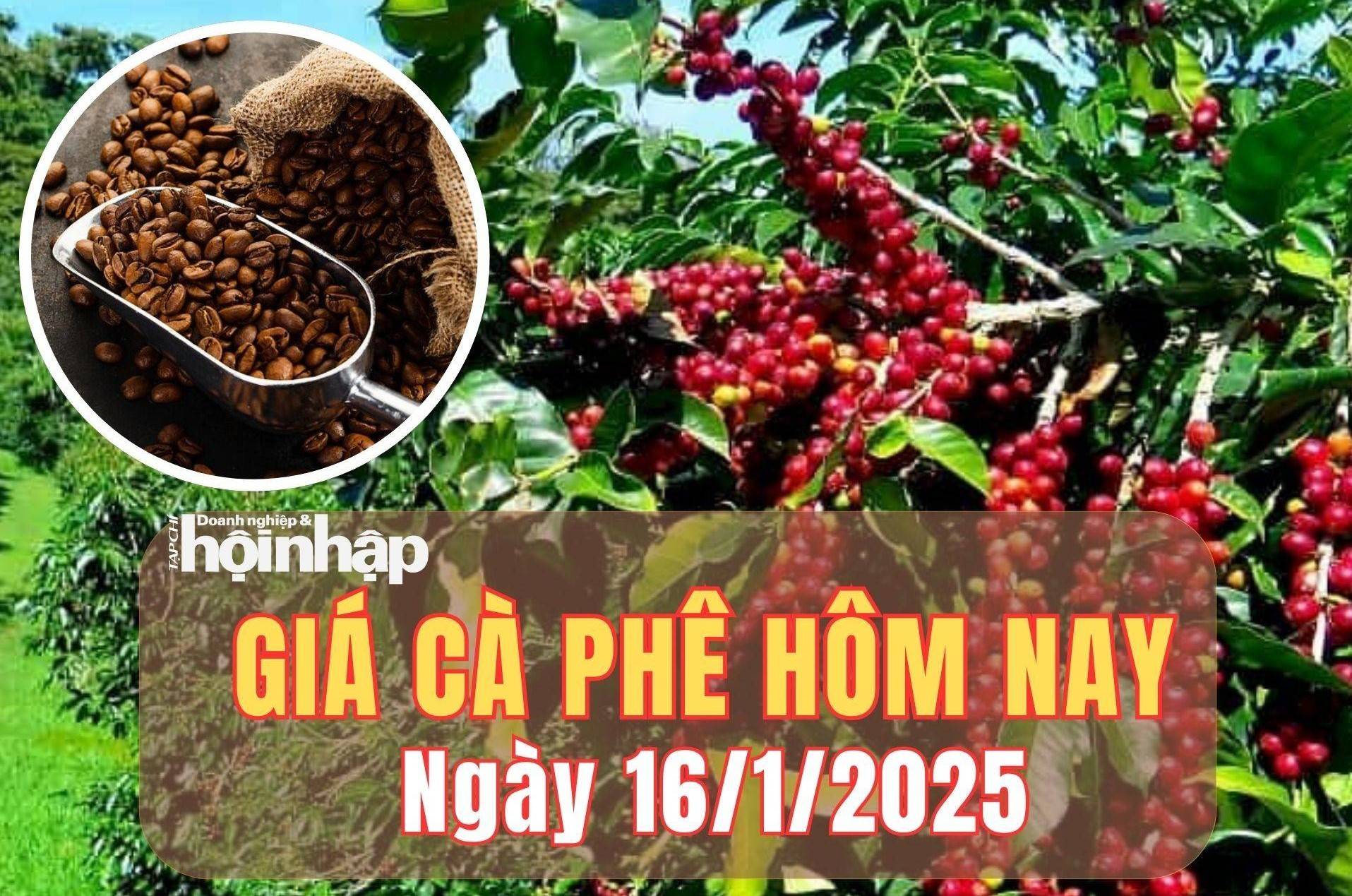 Giá cà phê hôm nay 16/1/2025: Giá cà phê trong nước kéo dài đà giảm, thế giới bật tăng trở lại