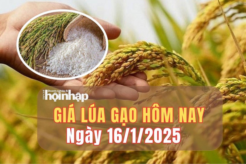 giá lúa gạo