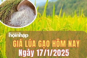 Giá lúa gạo hôm nay 17/1/2025: Giá gạo tại khu vực Đồng bằng sông Cửu Long tăng 100 đồng/kg