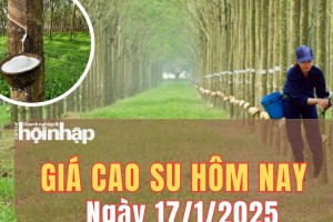 Giá cao su hôm nay 17/1/2025: Giá cao su trong nước giảm nhẹ 5 đồng/TSC/kg