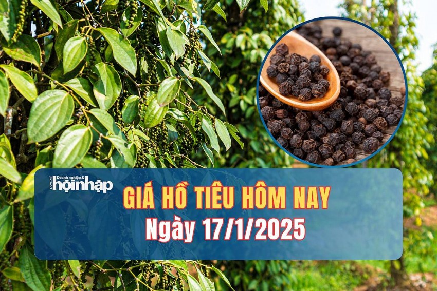 Giá tiêu hôm nay 17/1: Giá tiêu trong nước tăng nhẹ