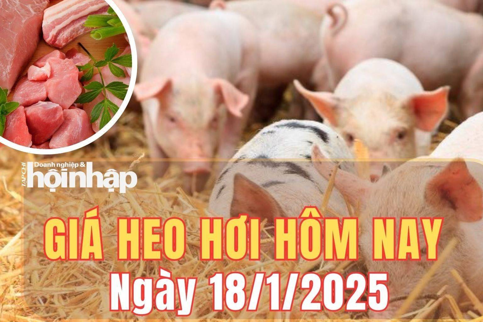 Giá heo hơi hôm nay 18/1/2025: Phiên cuối tuần, giá heo hơi giảm tại miền Bắc và miền Trung, tăng tại miền Nam