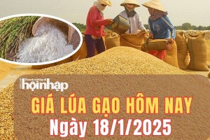 Giá lúa gạo hôm nay 18/1/2025: Giá gạo xuất khẩu Việt Nam giảm trong tuần qua