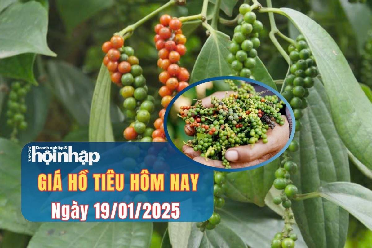 Giá tiêu hôm nay 19/1: Giá tiêu hôm nay 19/1: