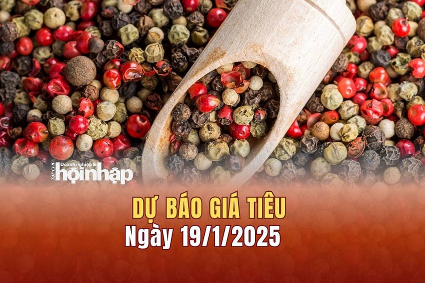 Dự báo giá tiêu 19/1/2025 Dự báo giá tiêu 19/1/2025