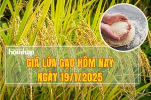 Giá lúa gạo hôm nay 19/1: Tuần này, giá gạo xuất khẩu Việt Nam giảm đối với loại gạo 5% tấm