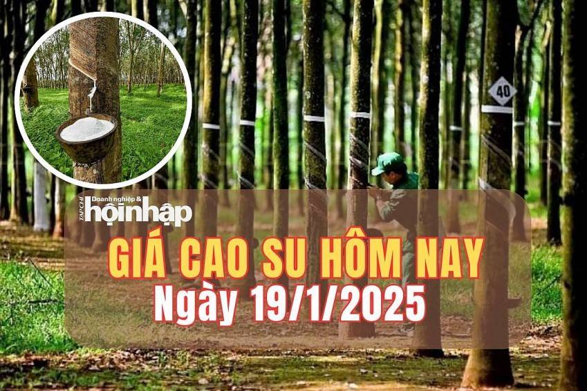 Giá cao su hôm nay 19/1/2025: Giá cao su thế giới tăng - giảm trái chiều, trong nước ổn định