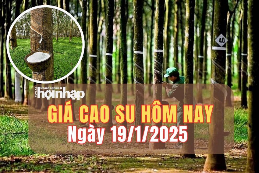 Giá cao su hôm nay 19/1/2025: Giá cao su thế giới tăng - giảm trái chiều, trong nước ổn định Giá cao su hôm nay 19/1/2025: Giá cao su thế giới tăng - giảm trái chiều, trong nước ổn định