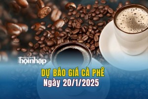 Dự báo giá cà phê 20/1: Giá cà phê trong nước và thế giới tiếp tục tăng