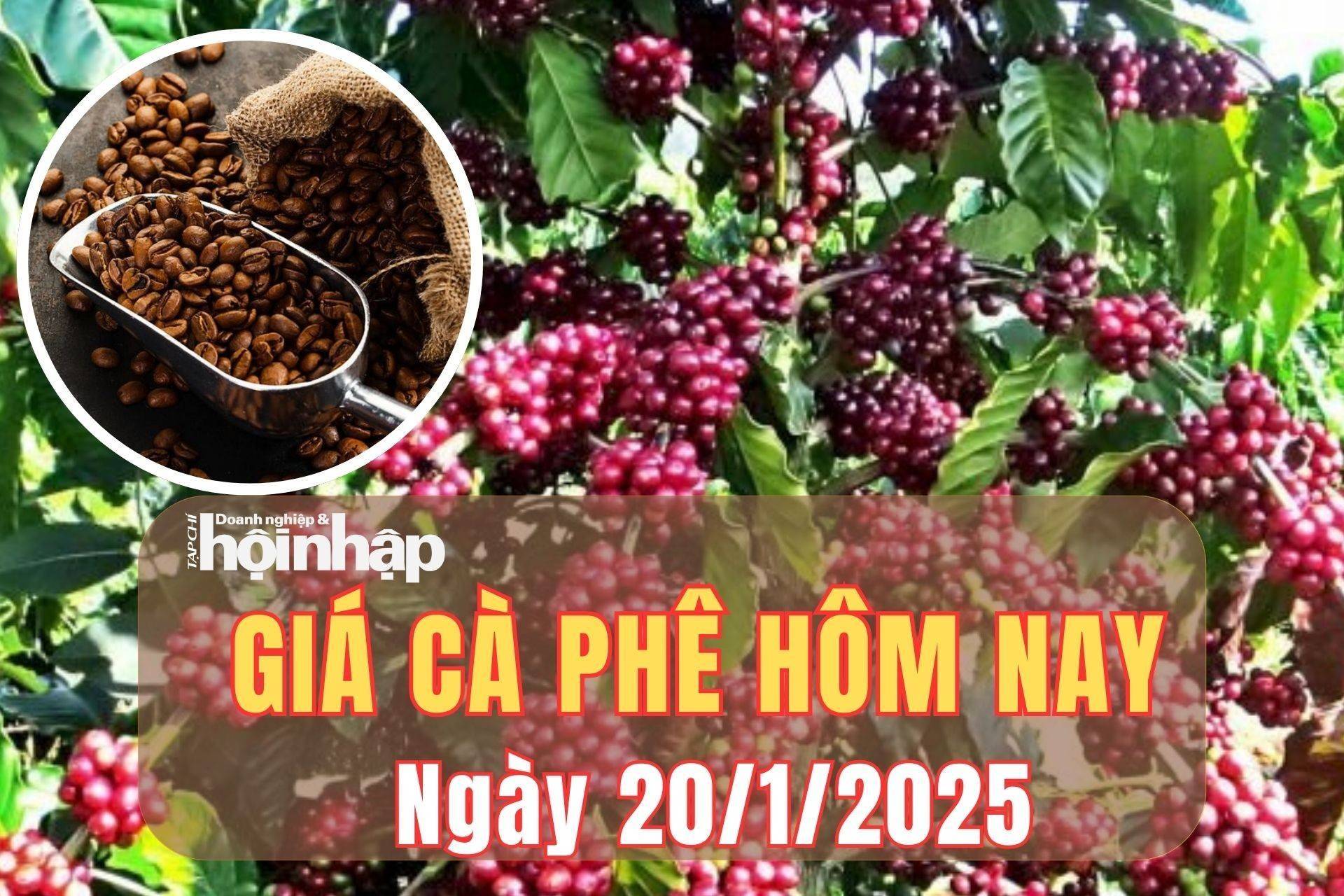 Giá cà phê hôm nay 20/1/2025: Trong tuần qua, giá cà phê trong nước tăng nhẹ từ 300 - 500 đồng/kg