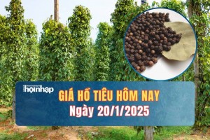 Giá tiêu hôm nay 20/1: Giá tiêu trong nước và thế giới tiếp tục đi ngang