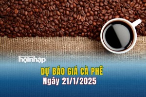 Dự báo giá cà phê 21/1: Giá cà phê trong nước giảm, thế giới tiếp tục tăng