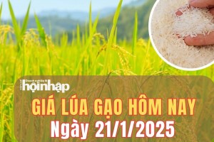 Giá lúa gạo hôm nay 21/1/2025: Giá gạo trong nước giảm nhẹ từ 100 - 250 đồng/kg, giá lúa đi ngang