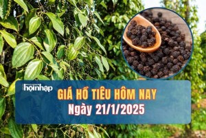 Giá tiêu hôm nay 21/1: Giá tiêu thế giới và trong nước ổn định