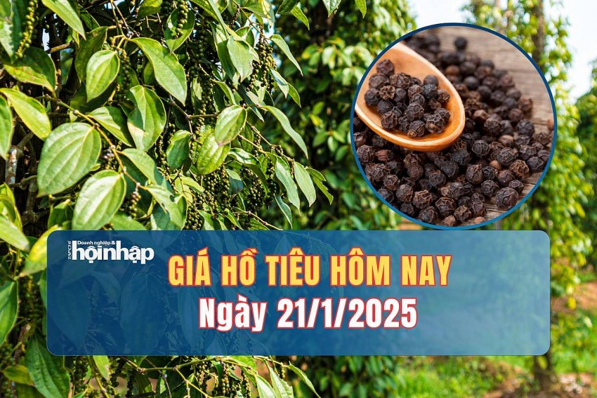 Giá tiêu hôm nay 21/1: Giá tiêu thế giới và trong nước ổn định