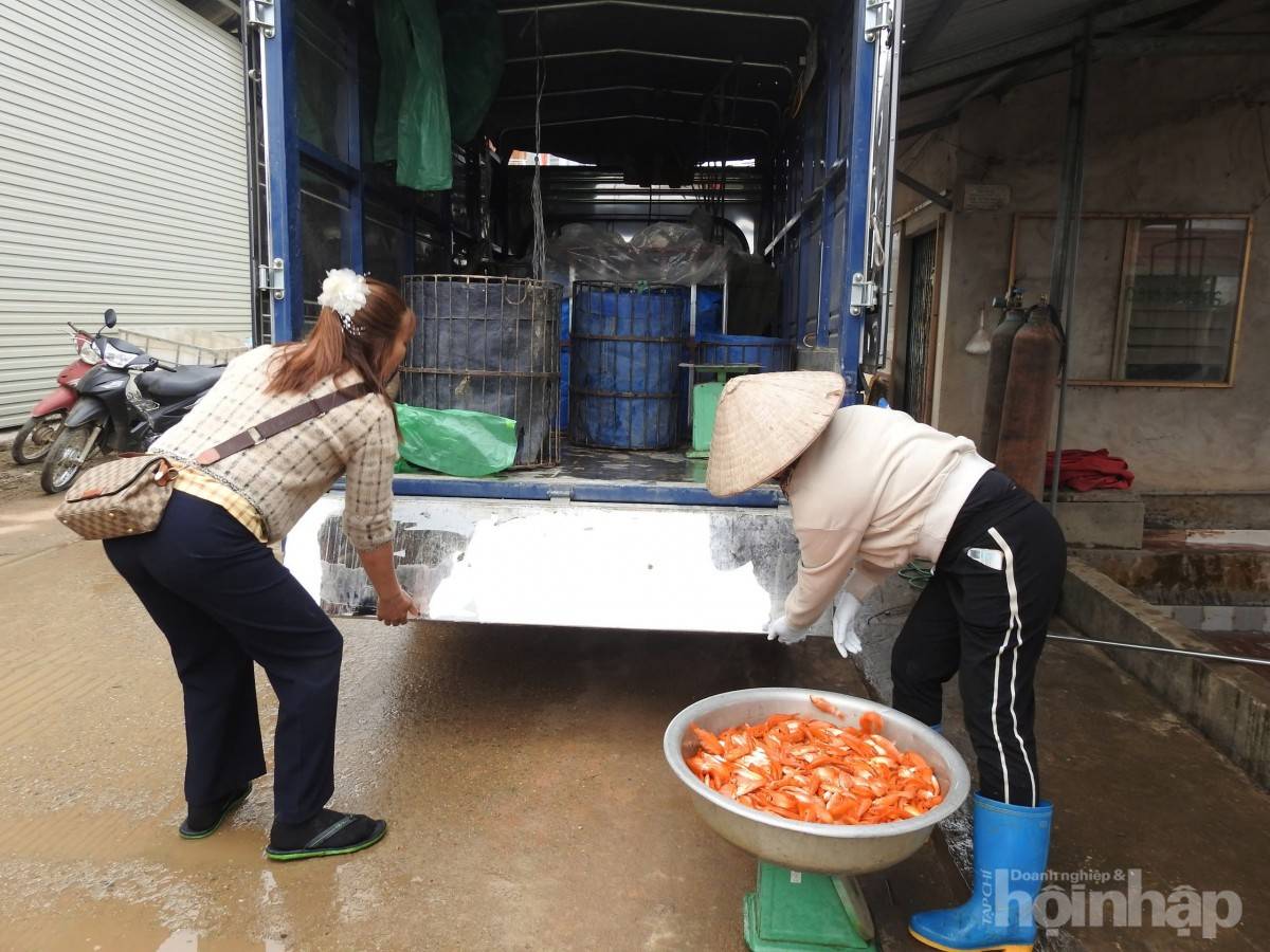 Làng nghề cá chép đỏ Thủy Trầm: Nét đẹp văn hóa và truyền thống Làng nghề cá chép đỏ Thủy Trầm: Nét đẹp văn hóa và truyền thống