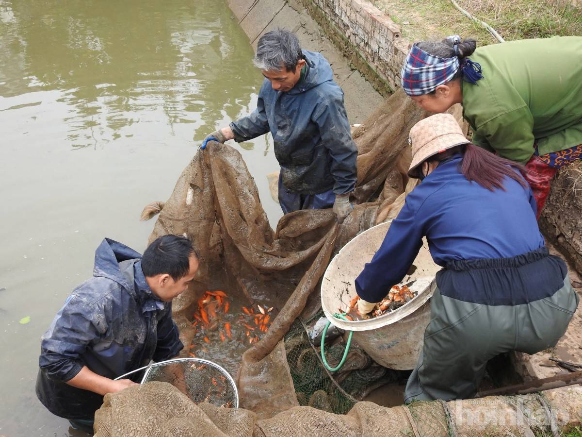 Làng nghề cá chép đỏ Thủy Trầm: Nét đẹp văn hóa và truyền thống Làng nghề cá chép đỏ Thủy Trầm: Nét đẹp văn hóa và truyền thống