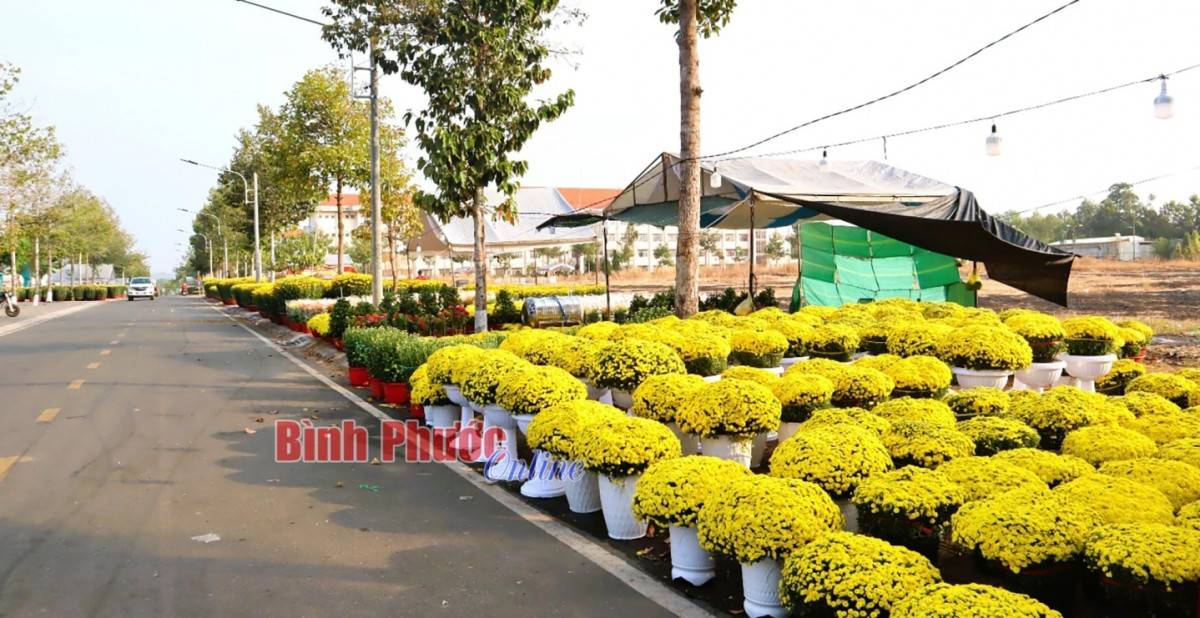 Bình Phước: TP. Đồng Xoài rực rỡ sắc xuân với gần 300 gian hàng hoa Tết