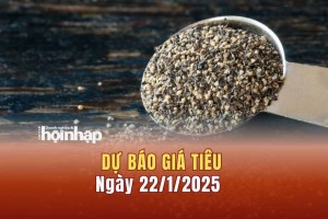 Dự báo giá tiêu 22/1: Giá tiêu trong nước tăng mạnh