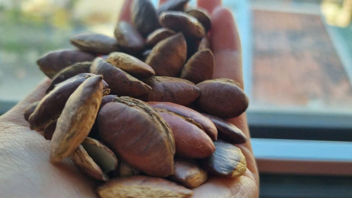 Hạt kơ nia nhặt từ rừng giá 300 nghìn/kg vẫn cháy hàng dịp tết Ất Tỵ