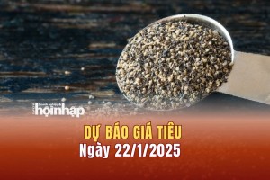 Dự báo giá tiêu 22/1: Giá tiêu trong nước tăng mạnh