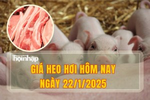 Giá heo hơi hôm nay 22/1: Thị trường đi ngang ở cả 3 miền với mức giao dịch từ 66.000 – 69.000 đồng/kg