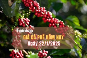 Giá cà phê hôm nay 22/1/2025: Giá cà phê trong nước đảo chiều tăng từ 1.000 - 1.500 đồng/kg