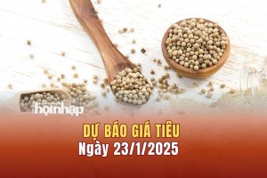 Dự báo giá tiêu 23/1: Giá tiêu trong nước tiếp tục tăng