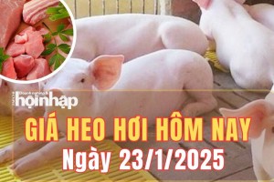 Giá heo hơi hôm nay 23/1/2025: Giá heo hơi duy trì đà ổn định trên toàn quốc