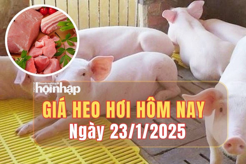giá heo hơi
