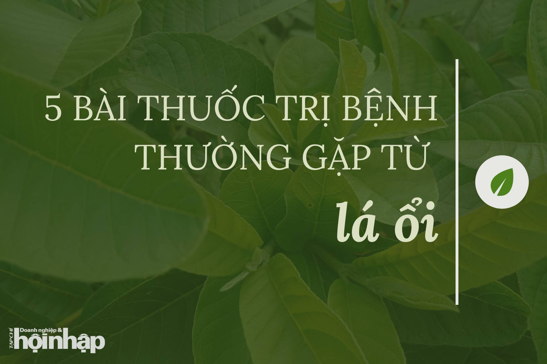 5 bài thuốc trị bệnh thường gặp từ lá ổi