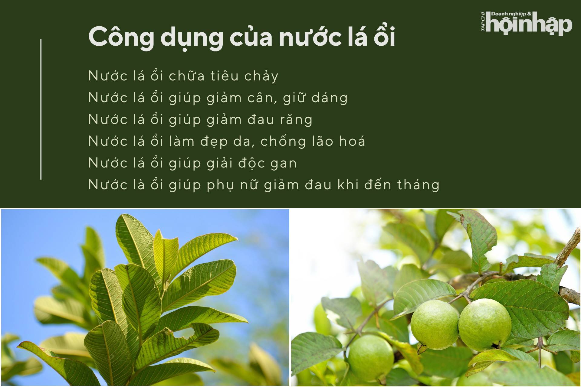 5 bài thuốc trị bệnh thường gặp từ lá ổi