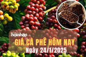 Giá cà phê hôm nay 24/1/2025: Giá cà phê Robusta tiếp đà tăng lên mức cao nhất trong 6 tuần