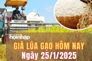 Giá lúa gạo hôm nay 25/1/2025: Giá lúa gạo tiếp đà ổn định phiên cuối tuần