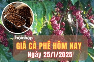 Giá cà phê hôm nay 25/1/2025: Trong 5 phiên liên tiếp, giá cà phê Robusta tăng tổng cộng 593 USD/tấn